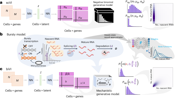 Biophysical modeling with variational autoencoders for bimodal, single ...