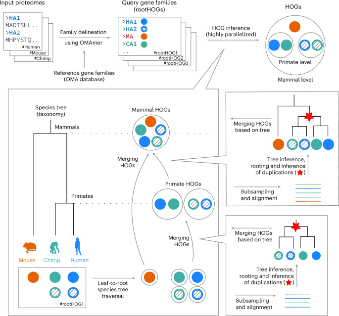 Orthology inference at scale with FastOMA | Nature Methods