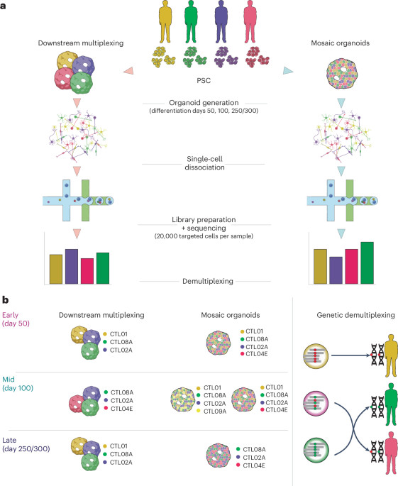 Multiplexing cortical brain organoids for the longitudinal dissection of developmental traits at single-cell resolution