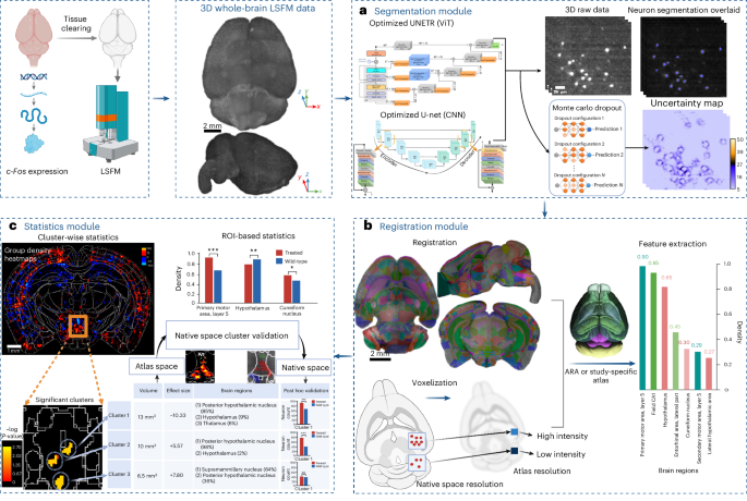 A deep learning pipeline for three-dimensional brain-wide mapping of local neuronal ensembles in teravoxel light-sheet microscopy