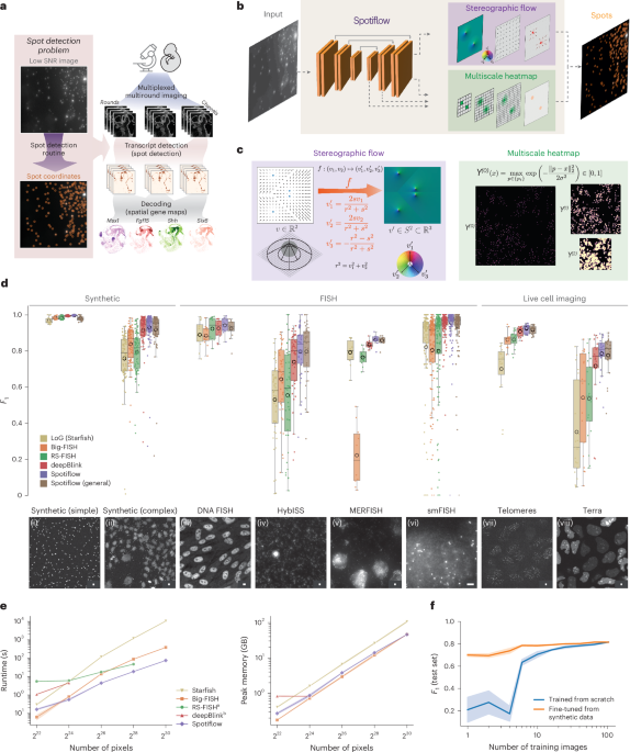 Spotiflow: Precision Spot Detection in Fluorescence Microscopy Using Deep Stereographic Flow Regression