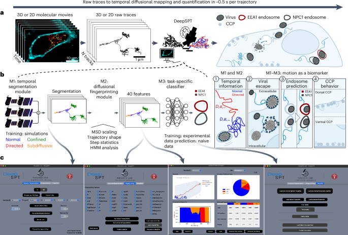 Deep learning-assisted analysis of single-particle tracking for automated correlation between diffusion and function