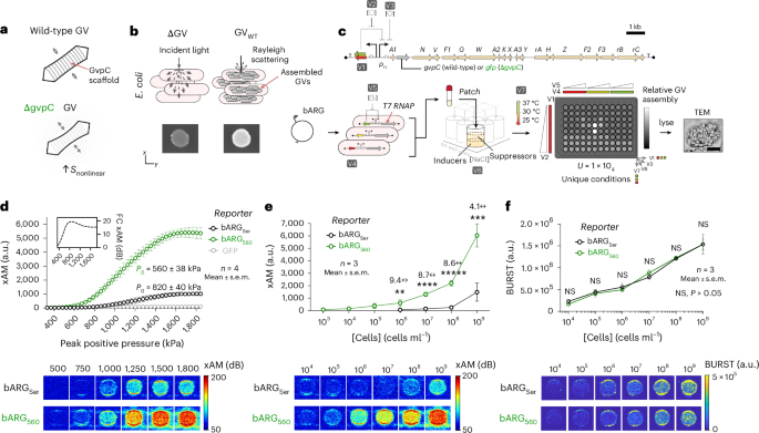 Multiplexní ultrazvukové zobrazování genové exprese