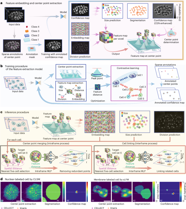 CELLECT: contrastive embedding learning for large-scale efficient cell tracking