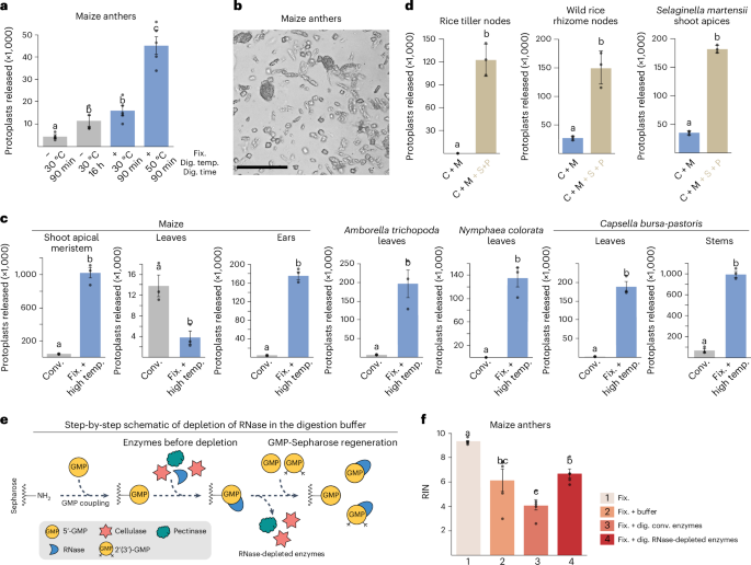 FX-Cell: a method for single-cell RNA sequencing on difficult-to-digest and cryopreserved plant samples