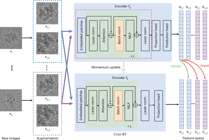 Základní model umělé inteligence automatizuje určení struktur v cryo-EM