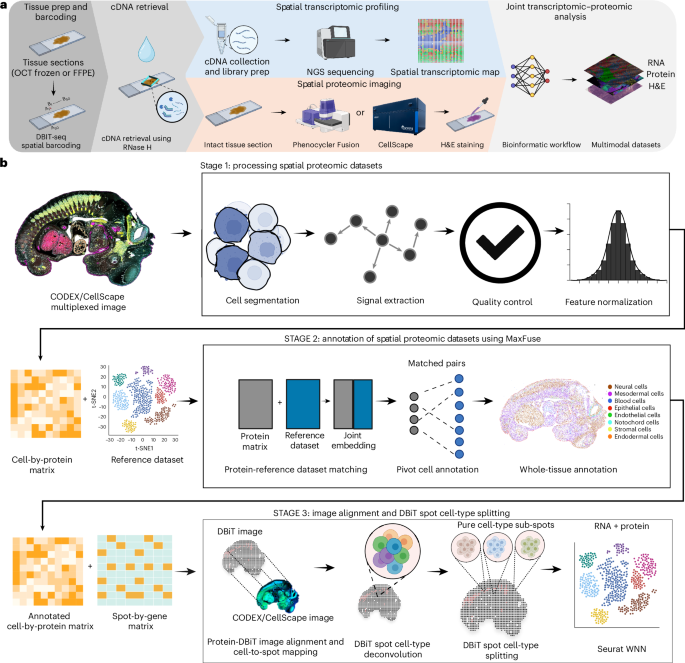 Integration of imaging-based and sequencing-based spatial omics mapping on the same tissue section via DBiTplus - Nature Methods