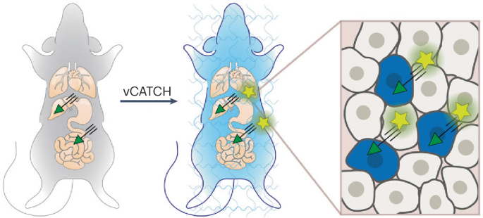 CATCHing off-target drugs - Nature Methods