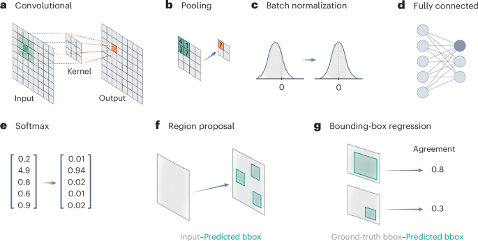 From pixels to patterns: the AI revolution in stem cell-derived models