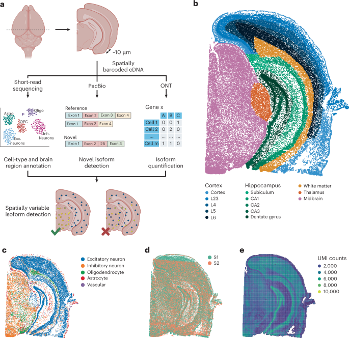 Spatial isoform sequencing at single-cell resolution reveals cell-type-specific spatial isoform variability in multiple brain cell types
