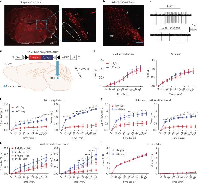 Oxytocin Receptor Expressing Neurons In The Parabrachial Nucleus Regulate Fluid Intake Nature Neuroscience