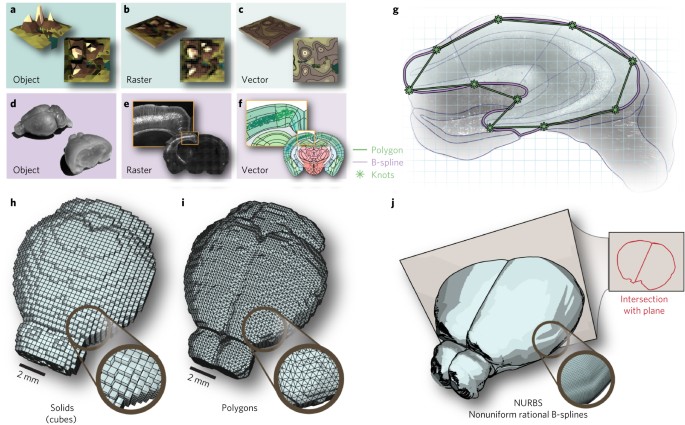 An interactive framework for whole-brain maps at cellular resolution