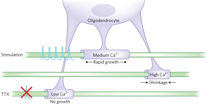 Calcium control of myelin sheath growth