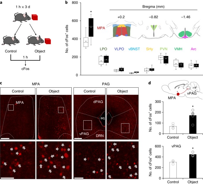 Medial preoptic circuit induces hunting-like actions to target objects and prey