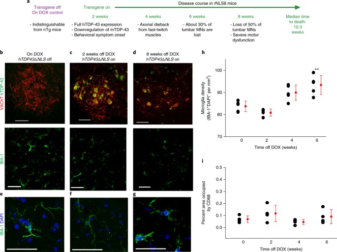 Microglia-mediated recovery from ALS-relevant motor neuron degeneration in  a mouse model of TDP-43 proteinopathy | Nature Neuroscience