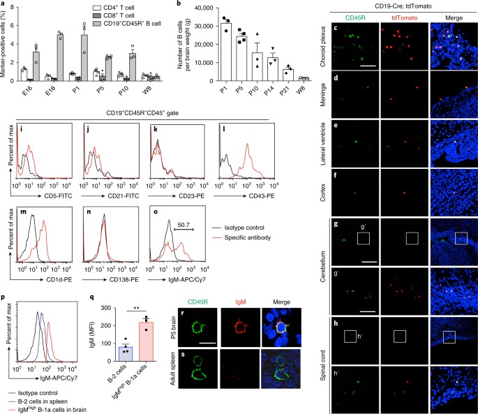 B 1a Lymphocytes Promote Oligodendrogenesis During Brain Development Nature Neuroscience