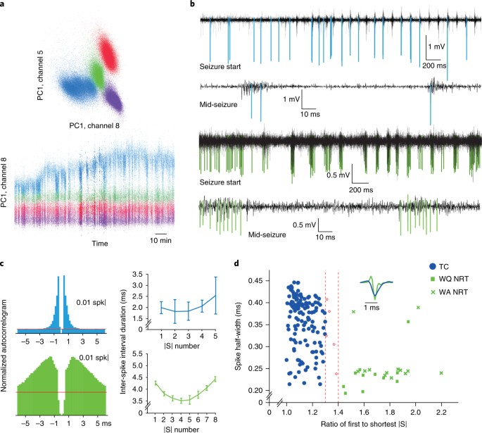 Cortical Drive And Thalamic Feed Forward Inhibition Control In Multiple Dimensions Reflecting Spike Amplitude And Shape B High P Filtered Traces Showing Typical Isolated Action Potentials Of Tc Blue