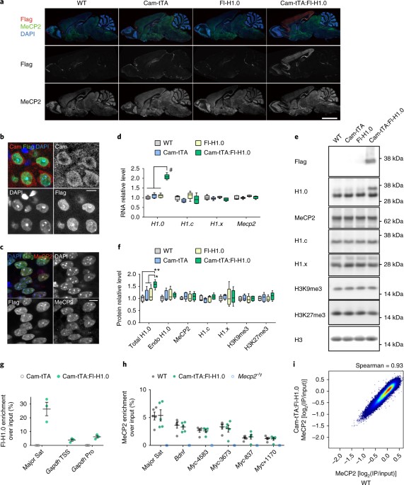 Genome-wide distribution of linker histone H1.0 is independent of MeCP2