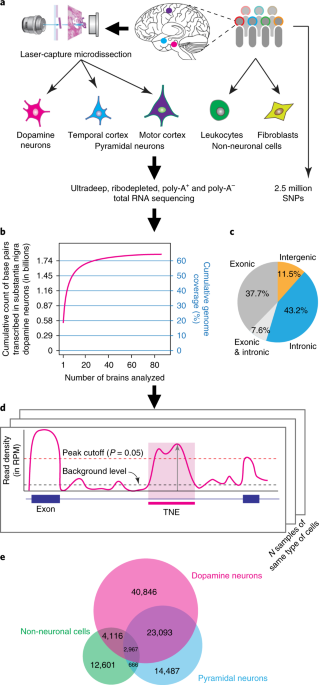Enhancers Active In Dopamine Neurons Are A Primary Link Between
