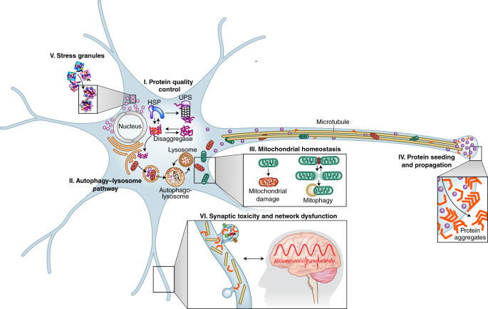 Molecular mechanism(s) of neurodegeneration in Niemann-Pick type C disease  - Ruđer Bošković Institute