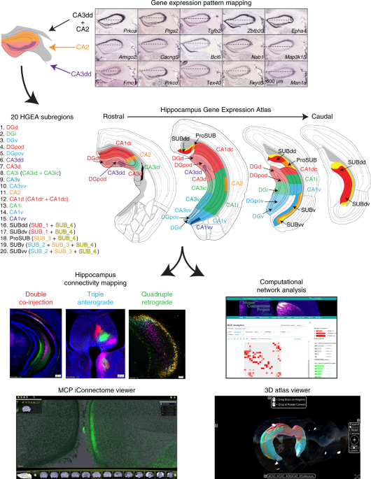 If Genes Dont Turn Off Brains Wiring >> Integration Of Gene Expression And Brain Wide Connectivity If Genes Dont Turn Off Brains Wiring >> Integration Of Gene Expression And Brain Wide Connectivity