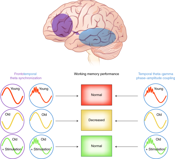 Neuroscientists Reverse Some Behavioral Symptoms Of >> Reversing Working Memory Decline In The Elderly Nature Neuroscience Neuroscientists Reverse Some Behavioral Symptoms Of >> Reversing Working Memory Decline In The Elderly Nature Neuroscience