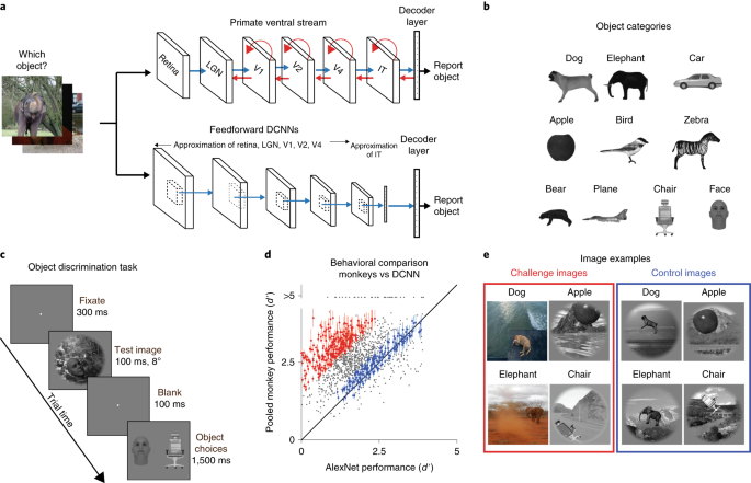 Evidence That Recurrent Circuits Are Critical To The Ventral