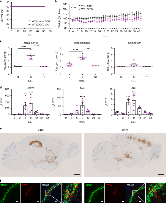 T Cells Promote Microglia Mediated Synaptic Elimination And Cognitive Dysfunction During Recovery From Neuropathogenic Flaviviruses Nature Neuroscience