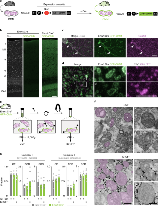 Cell Type Specific Profiling Of Brain Mitochondria Reveals Functional And Molecular Diversity Nature Neuroscience