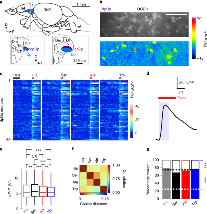Associative conditioning remaps odor representations and modifies inhibition in a higher olfactory brain area