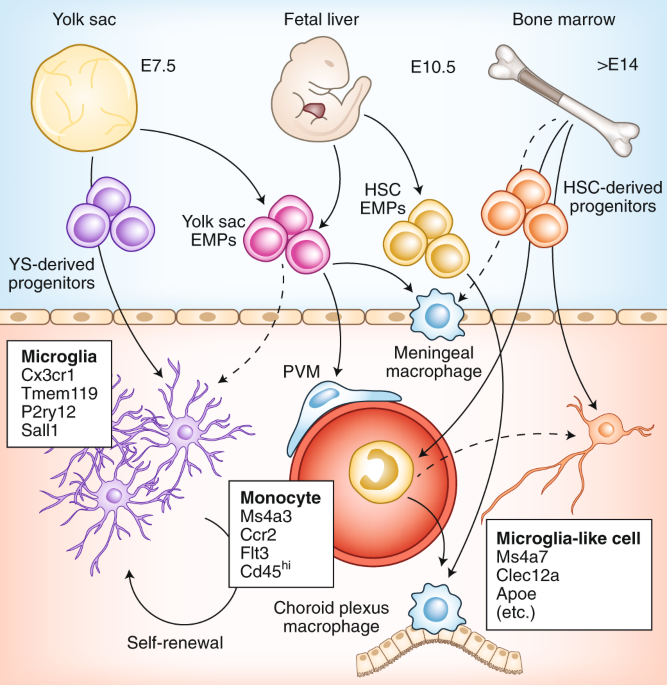 The Influence Of Environment And Origin On Brain Resident Macrophages And Implications For Therapy Nature Neuroscience