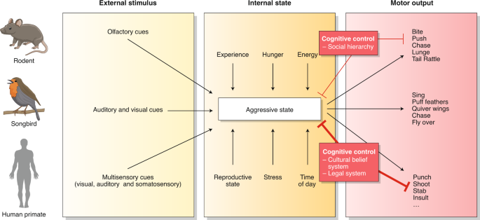 Neural mechanisms of aggression across species | Nature Neuroscience