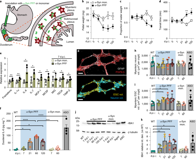 Gut-seeded α-synuclein fibrils promote gut dysfunction and brain pathology  specifically in aged mice | Nature Neuroscience