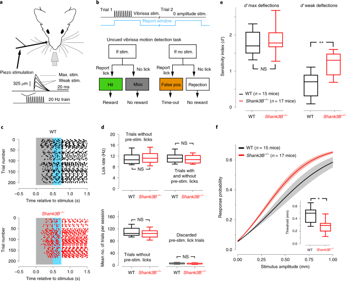 Dysfunction Of Cortical Gabaergic Neurons Leads To Sensory Hyper Reactivity In A Shank3 Mouse Model Of Asd Nature Neuroscience