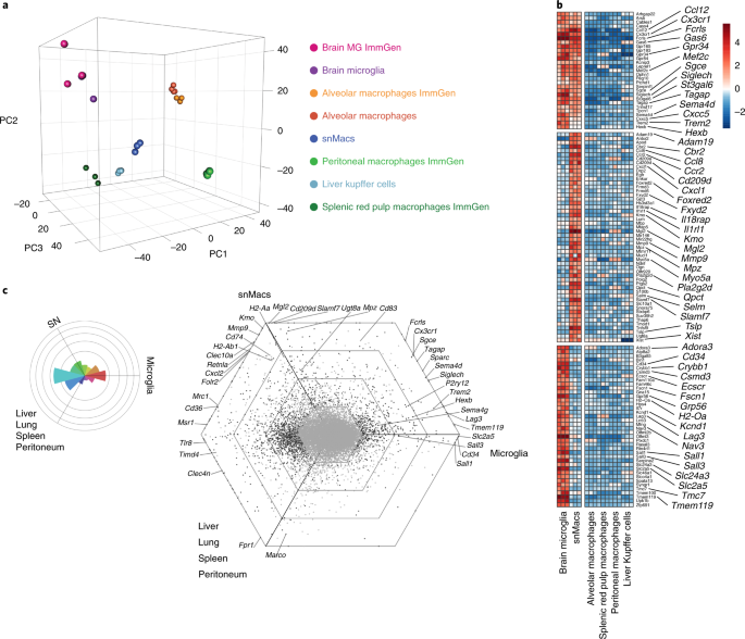 Profiling Peripheral Nerve Macrophages Reveals Two Macrophage Subsets With Distinct Localization Transcriptome And Response To Injury Nature Neuroscience