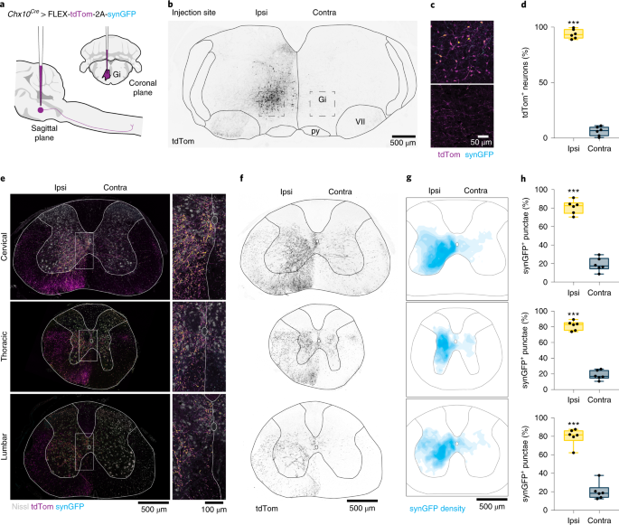 Brainstem neurons that command mammalian locomotor asymmetries | Nature  Neuroscience