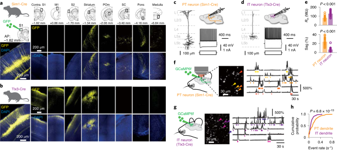 Active dendritic currents gate descending cortical outputs in perception