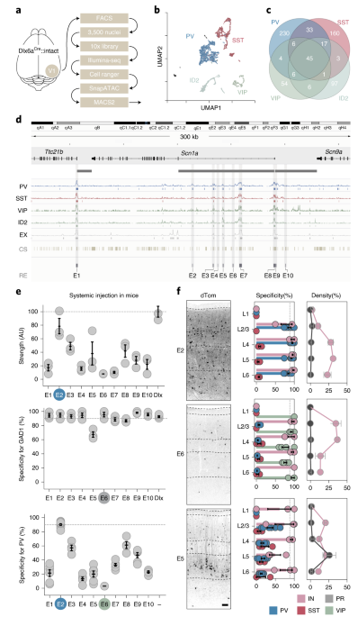 Viral manipulation of functionally distinct in mice, non-human and humans Nature Neuroscience