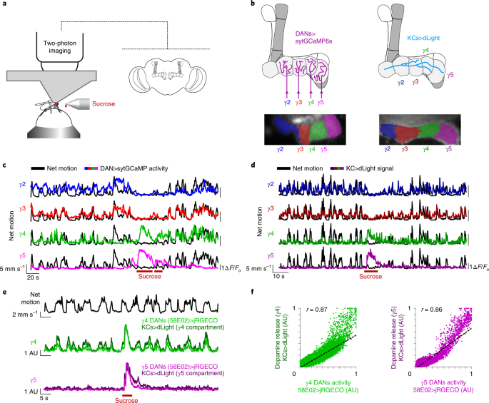 Context Dependent Representations Of Movement In Drosophila Dopaminergic Reinforcement Pathways Nature Neuroscience