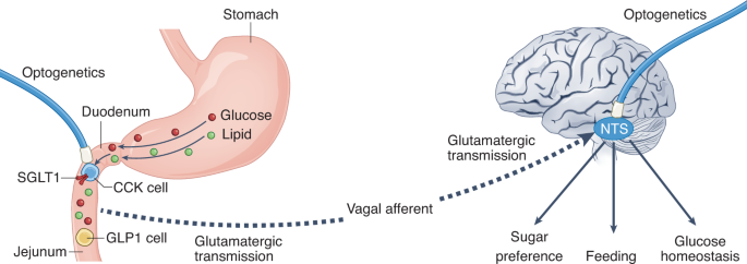Silencing gut CCK cells alters gut reaction to sugar