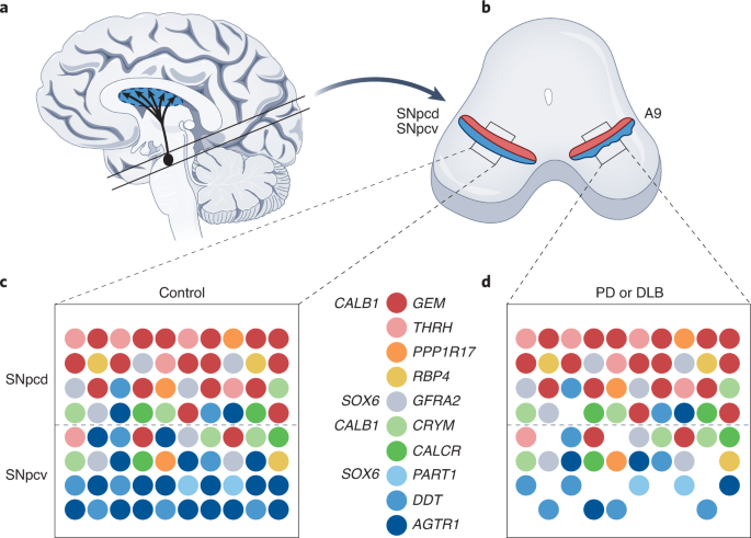 dihexa parkinson's Parkinson's disease in the single-cell era