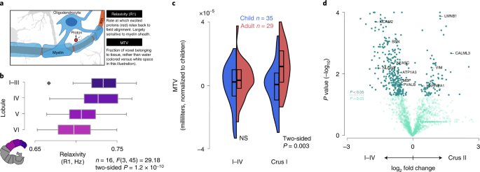 A multifaceted gradient in human cerebellum of structural and functional  development