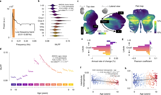 A multifaceted gradient in human cerebellum of structural and functional  development