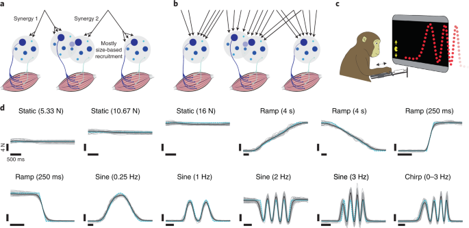 Flexible neural control of motor units | Nature Neuroscience