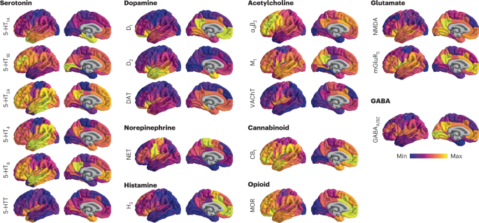 Mapping neurotransmitter systems to the structural and functional  organization of the human neocortex