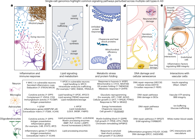 New insights into the genetic etiology of Alzheimer's disease and related  dementias