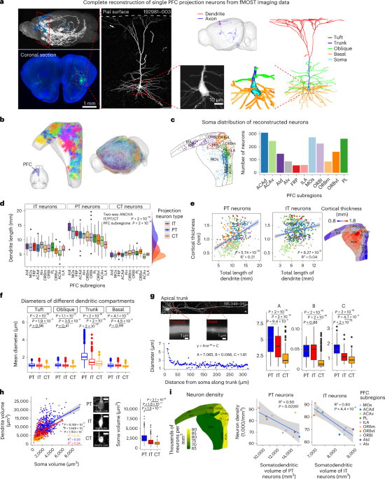 Fig from Yan et al. 2023 \u2014 PFC neuron reconstructions
