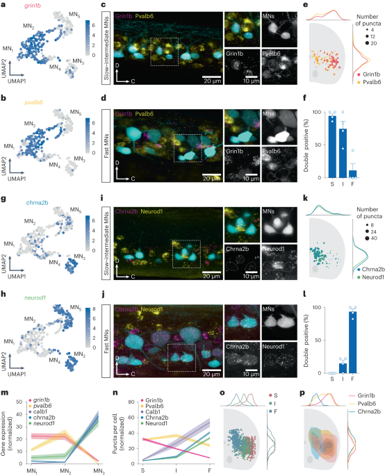Molecular blueprints for spinal circuit modules controlling locomotor speed  in zebrafish