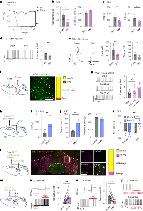 An ACC–VTA–ACC positive-feedback loop mediates the persistence of 