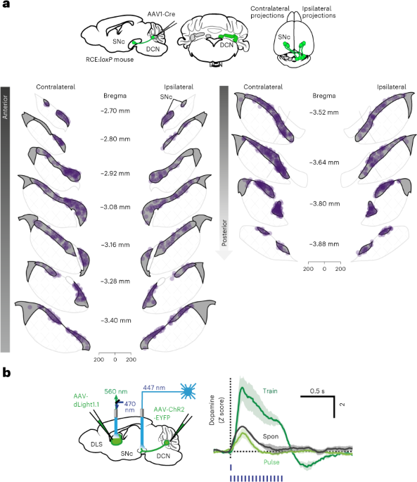 Cerebellar projections to the substantia nigra modulate basal ganglia dopamine levels